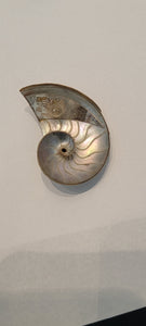 Sterling Nautilus Shell Earrings